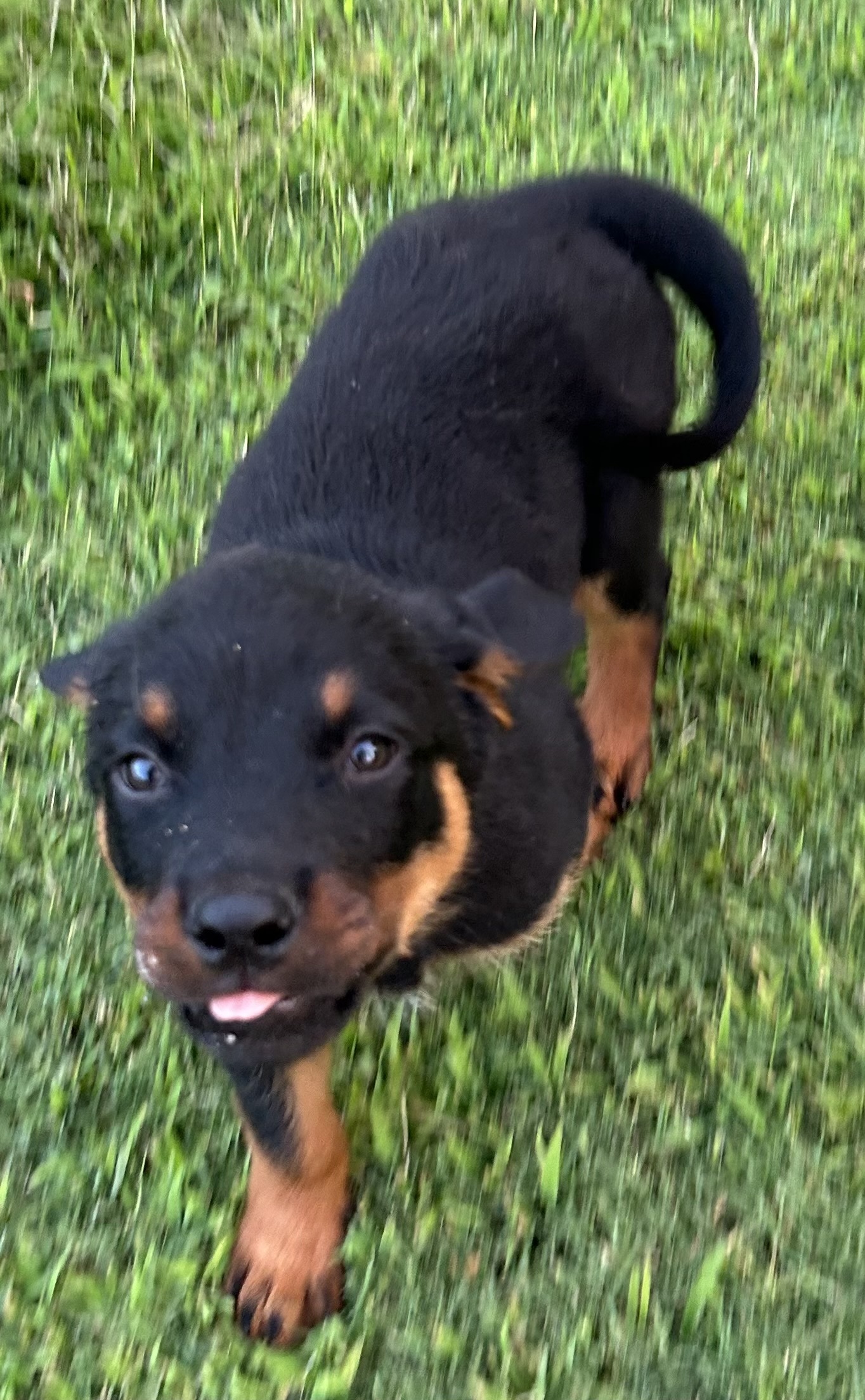 Enlarge Babs, a Adopted Rottweiler in Memphis, TN image 2/10