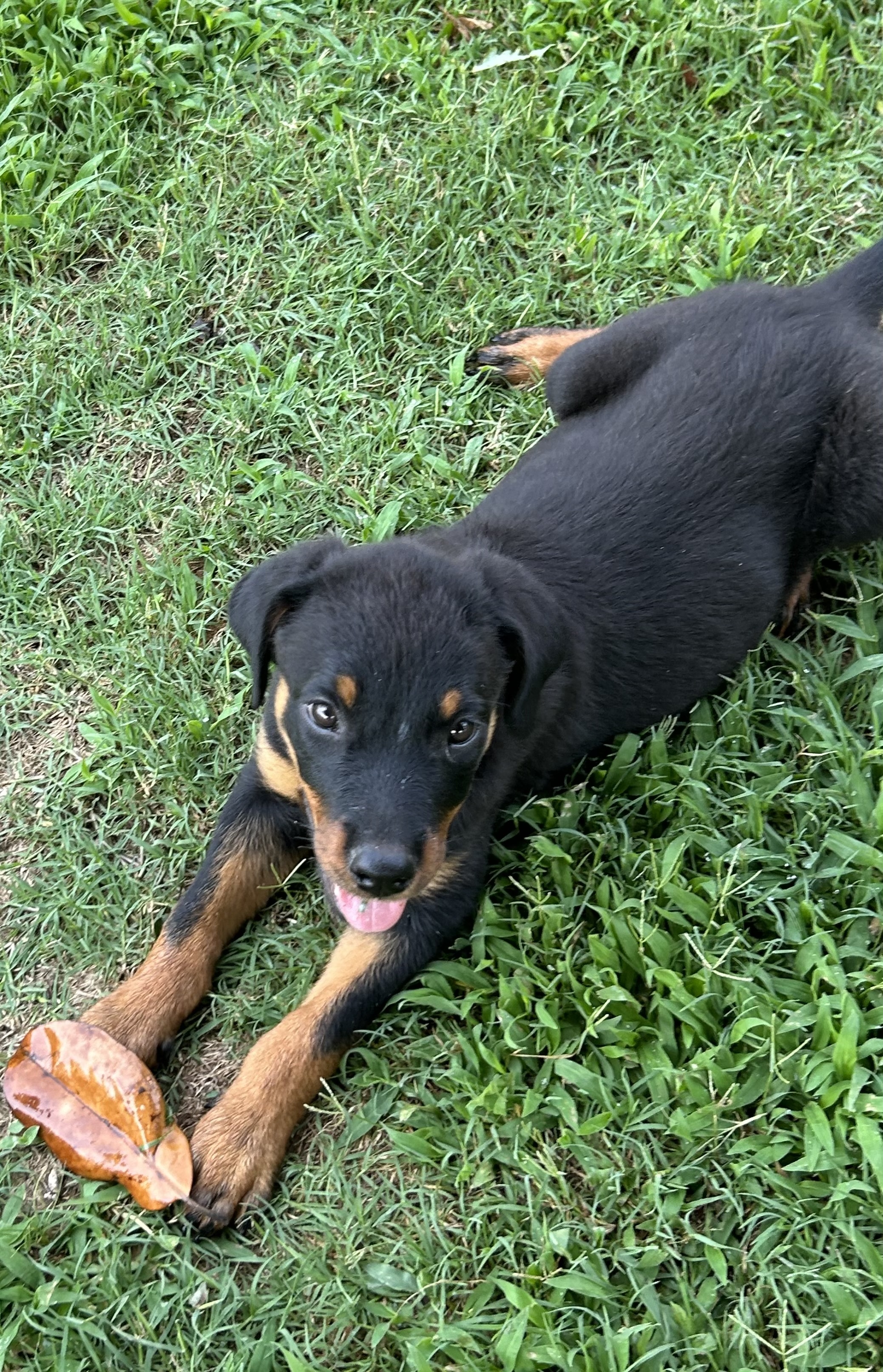Enlarge Babs, a Adopted Rottweiler in Memphis, TN image 3/10
