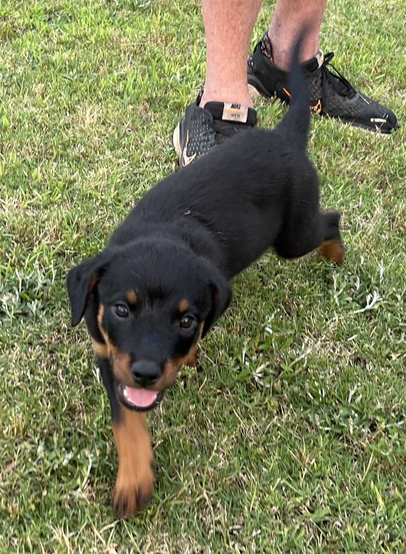 Enlarge Babs, a Adopted Rottweiler in Memphis, TN image 4/10