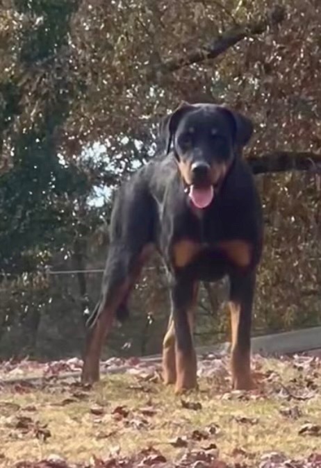 Enlarge Babs, a Adopted Rottweiler in Memphis, TN image 5/10