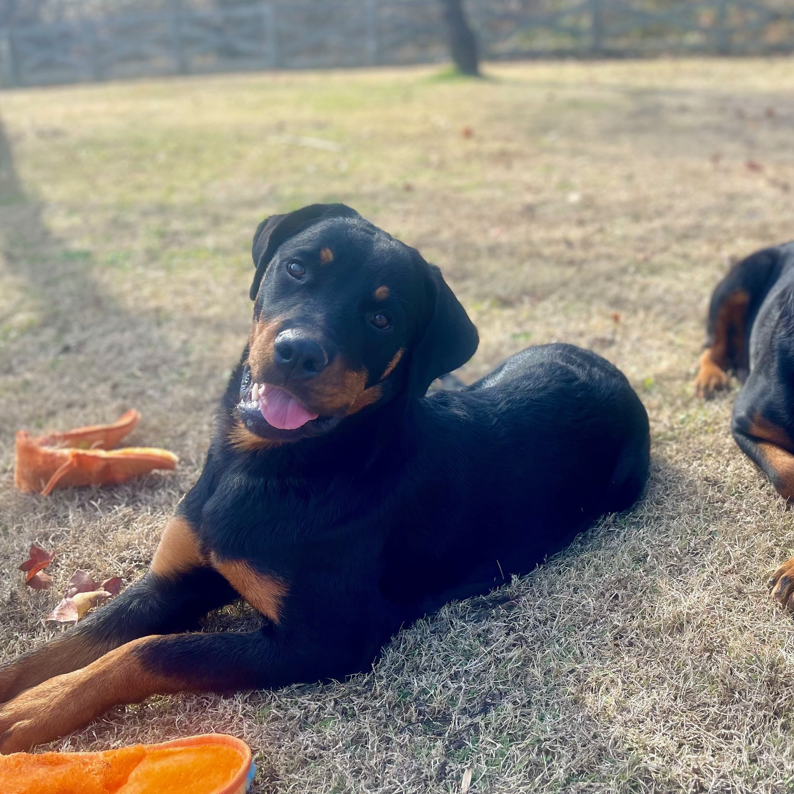 Enlarge Babs, a Adopted Rottweiler in Memphis, TN image 6/10