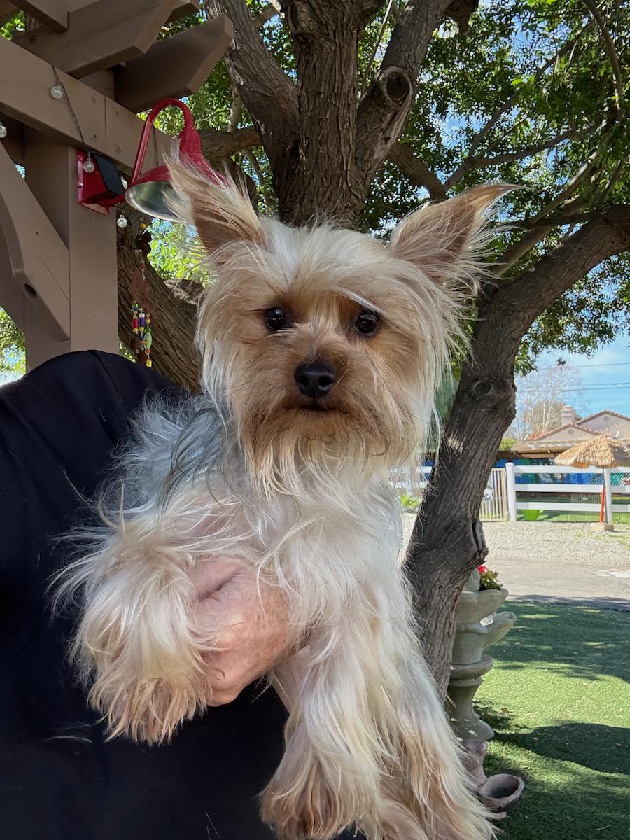 Enlarge Jewel, a ADOPTABLE Silky Terrier in Temecula, CA image 1/1