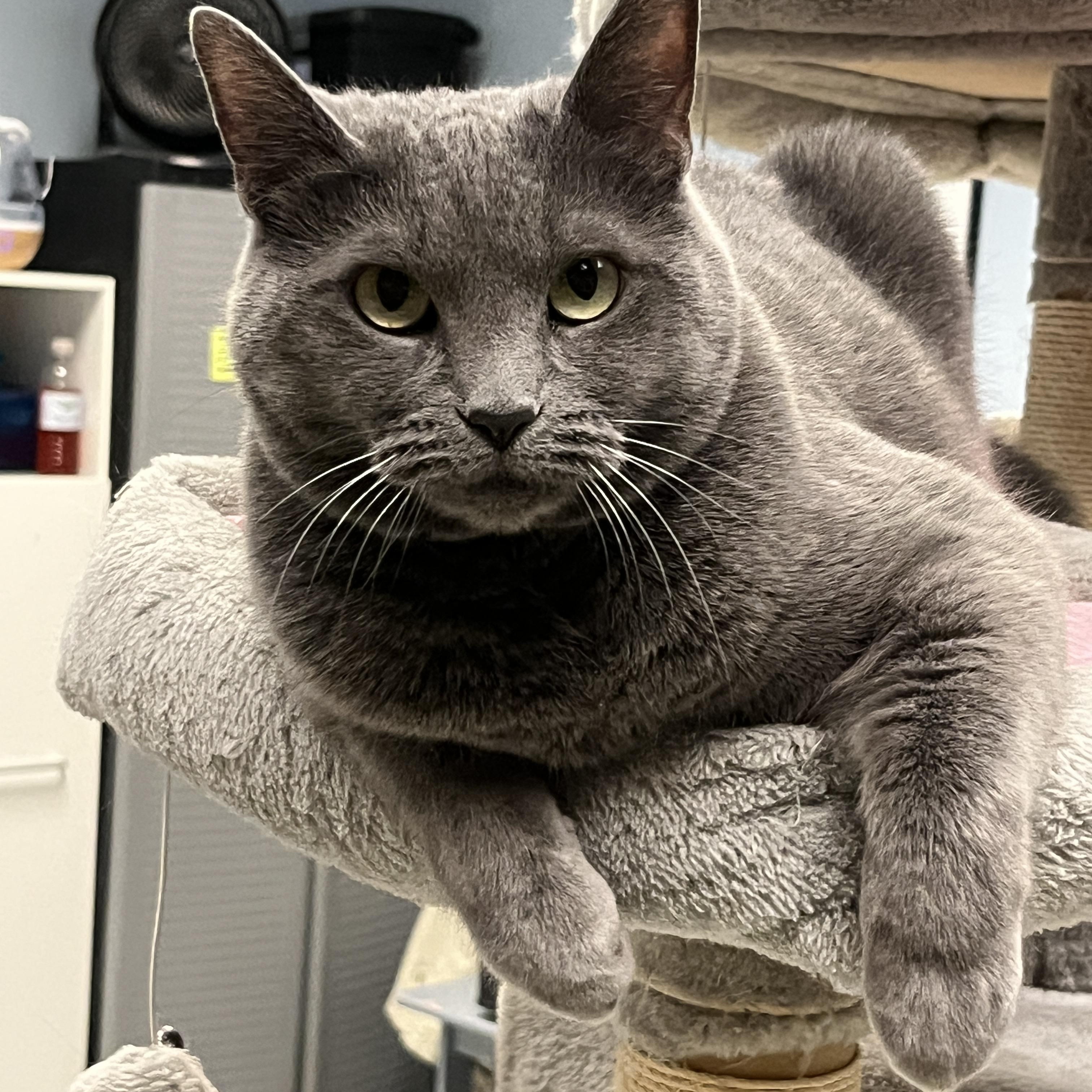 Cindy, a ADOPTABLE Domestic Short Hair in Huntley, IL image 5/6