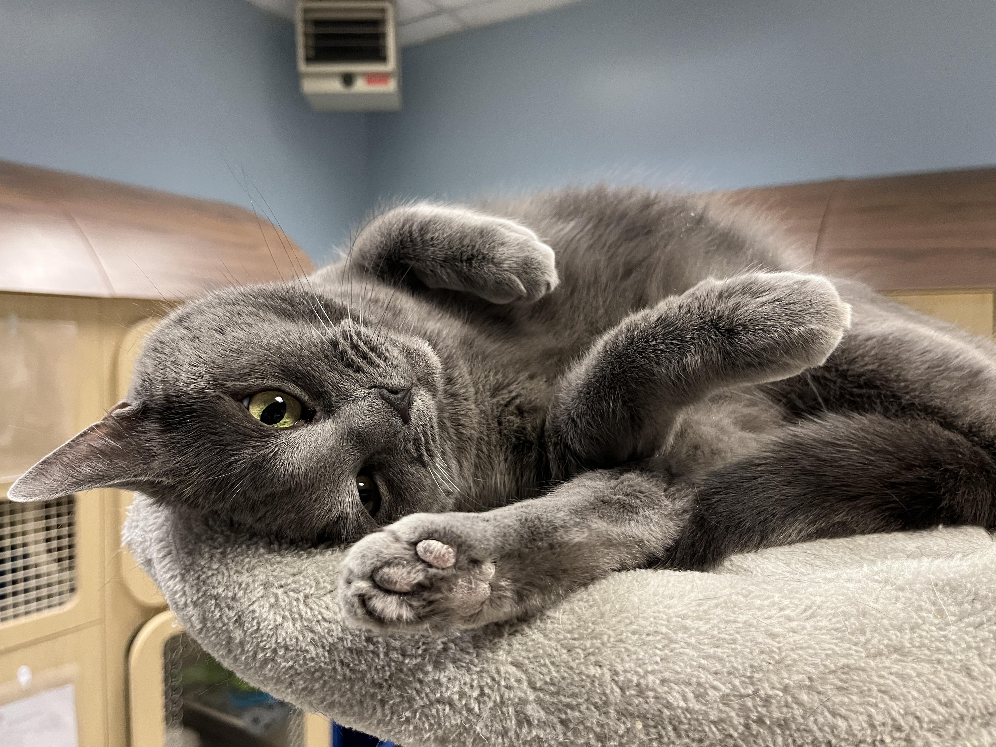 Cindy, a ADOPTABLE Domestic Short Hair in Huntley, IL image 2/6