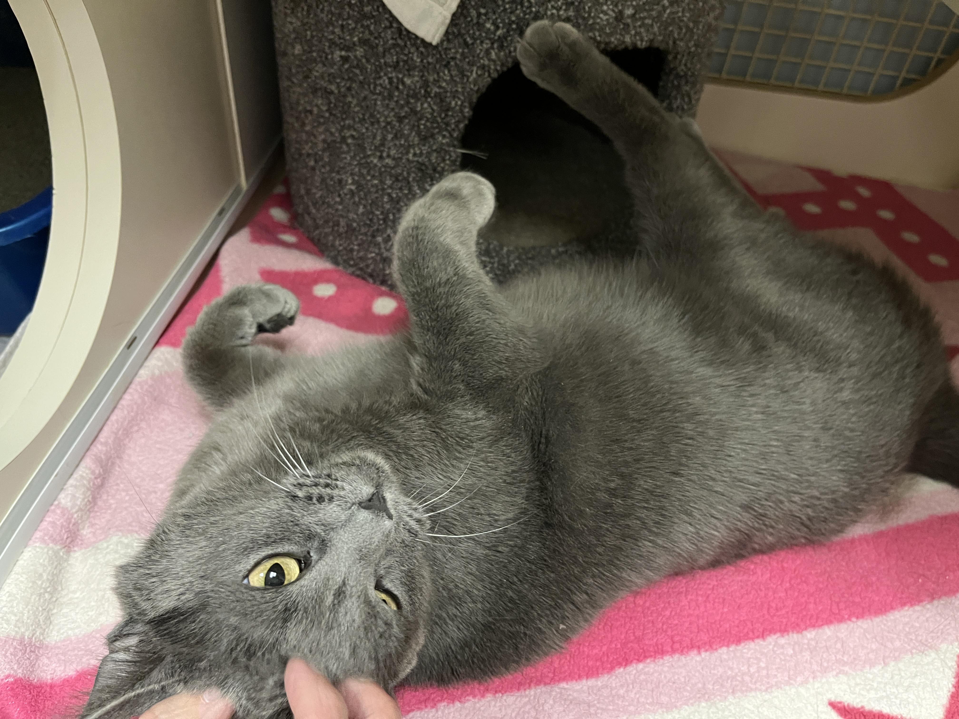 Cindy, a ADOPTABLE Domestic Short Hair in Huntley, IL image 4/6