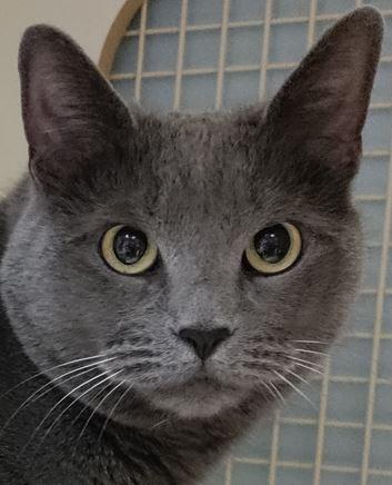 Cindy, a ADOPTABLE Domestic Short Hair in Huntley, IL image 1/6