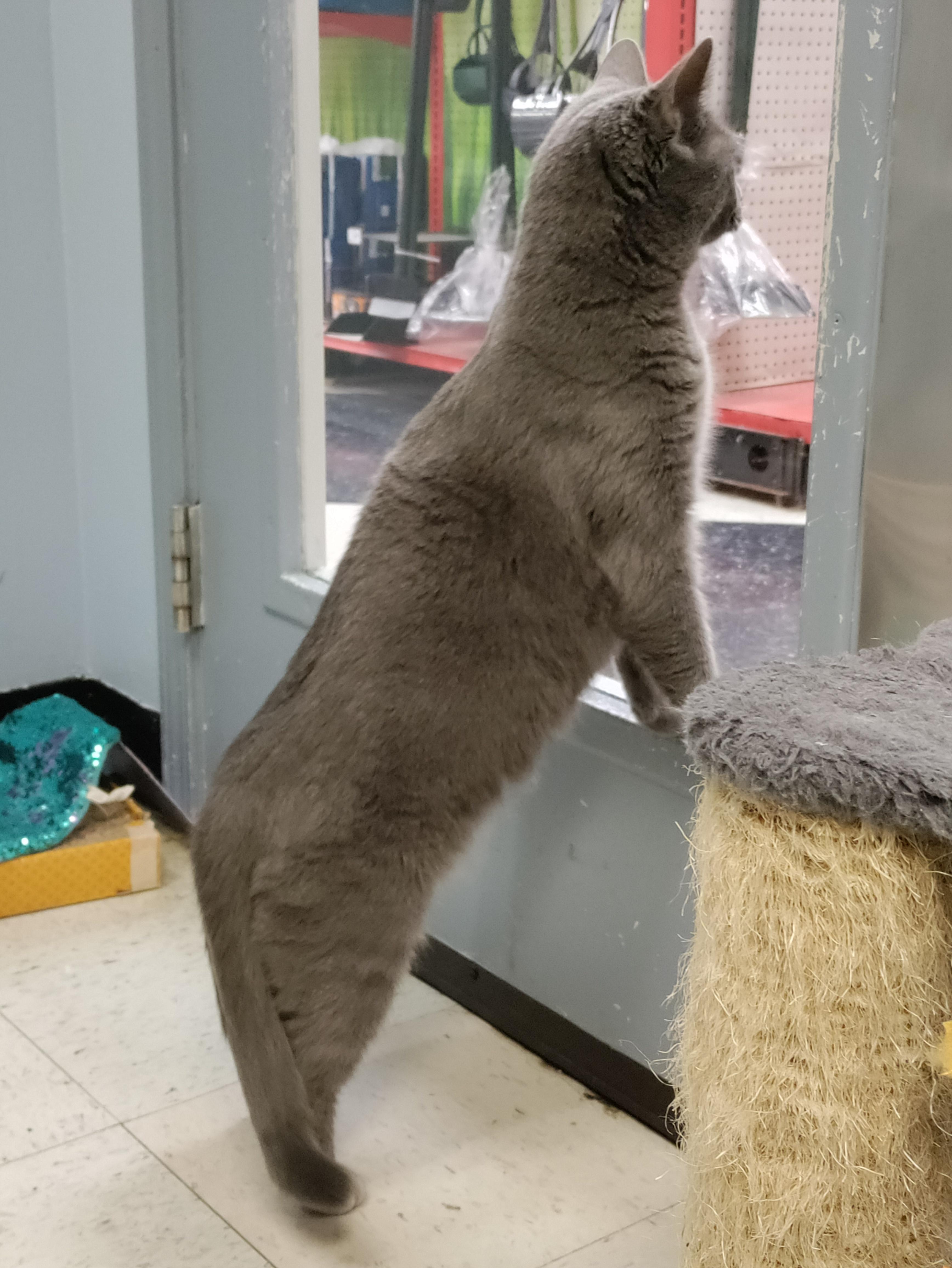 Cindy, a ADOPTABLE Domestic Short Hair in Huntley, IL image 6/6