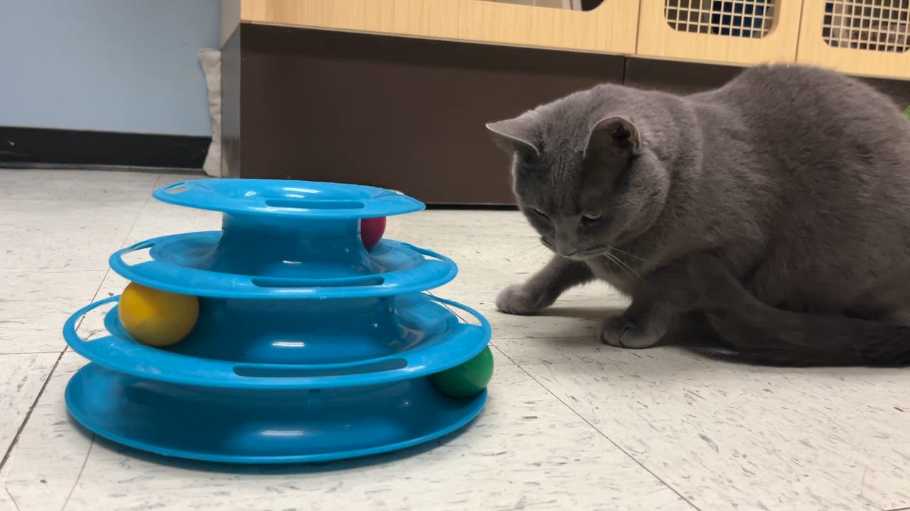 Enlarge Cindy, a ADOPTABLE Domestic Short Hair in Huntley, IL video 3/6
