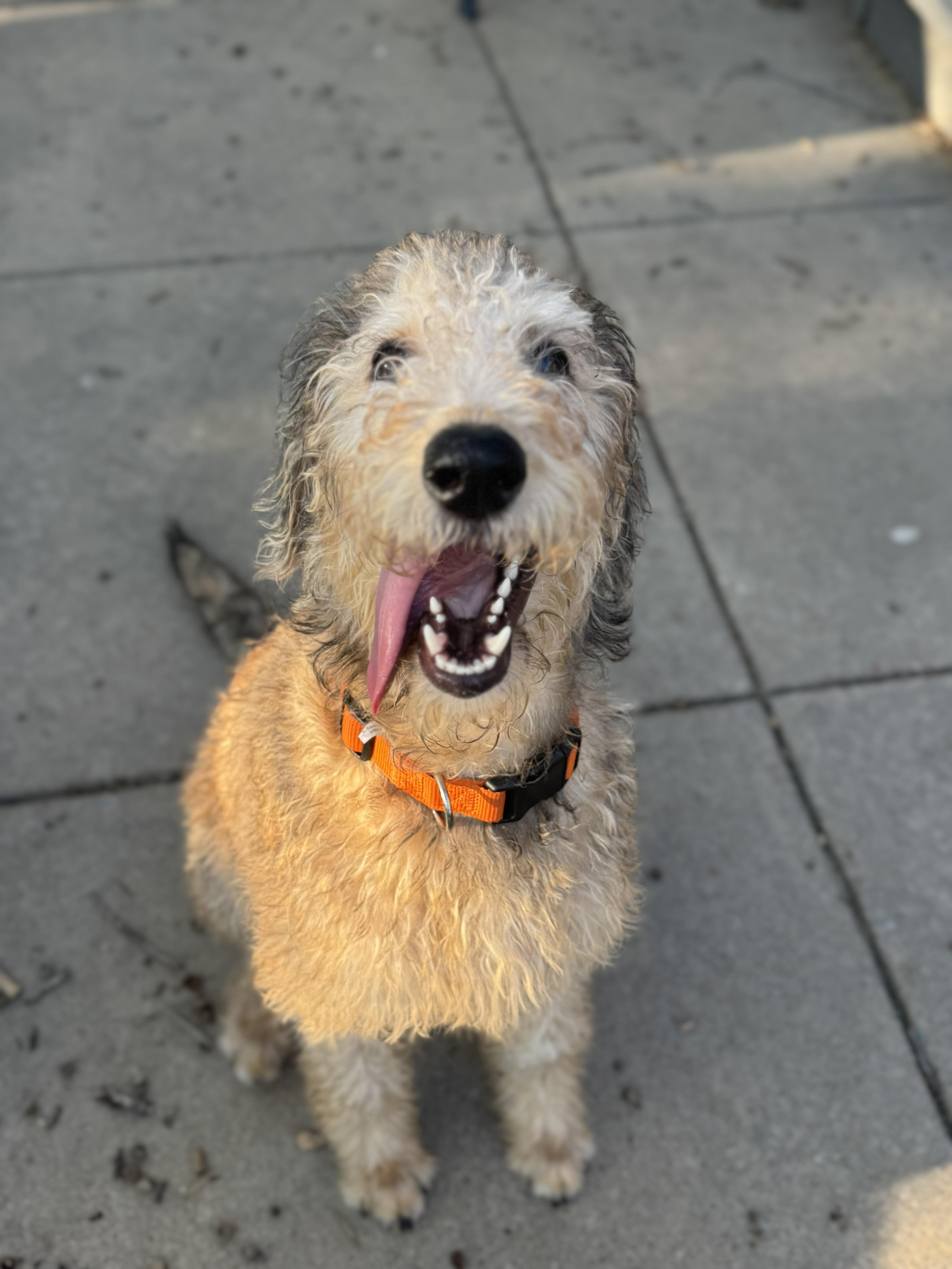 Enlarge LEBRON-OKLAHOMA, an adopted Labradoodle in JENKS, OK image 4/6