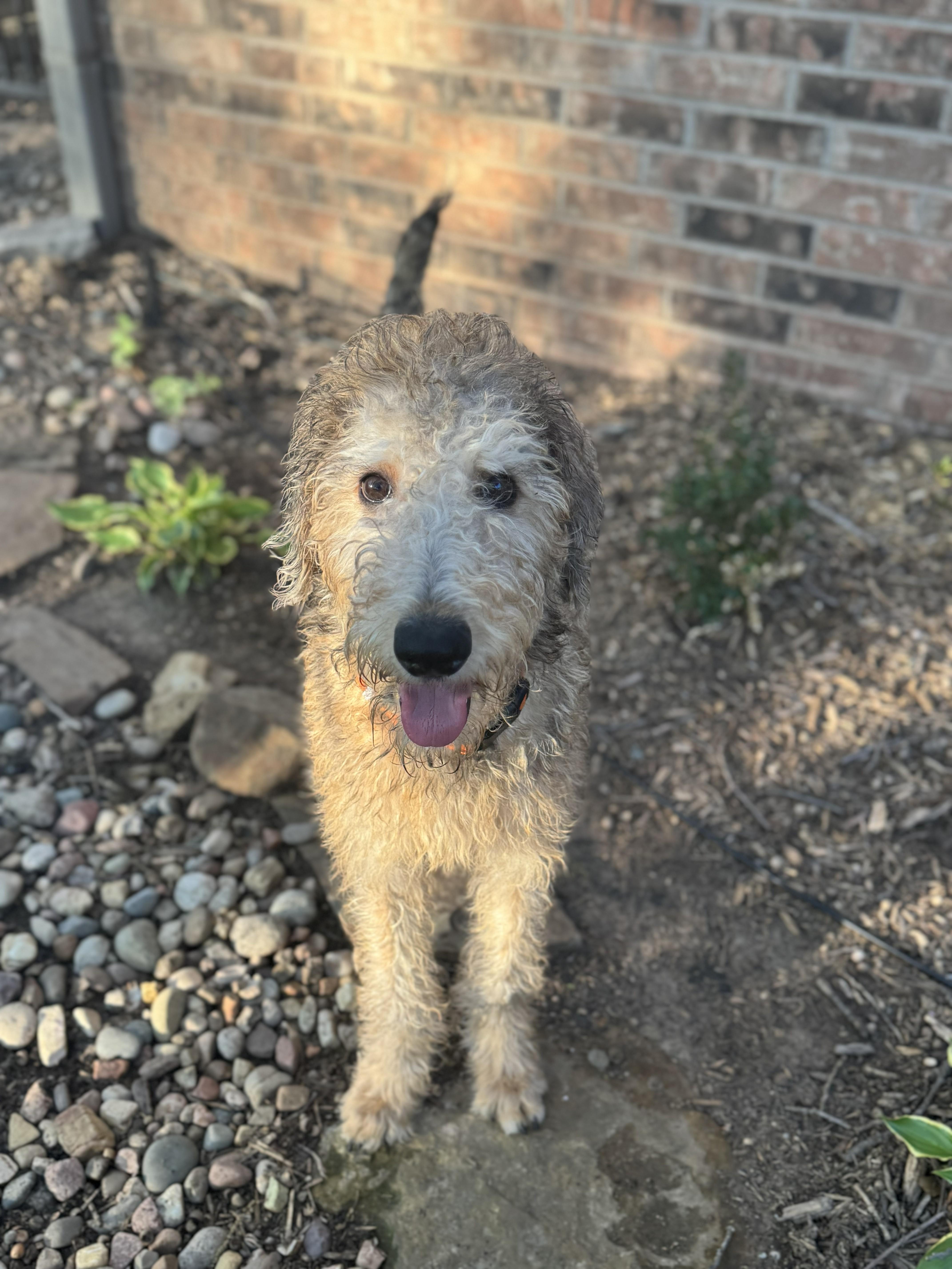 Enlarge LEBRON-OKLAHOMA, an adopted Labradoodle in JENKS, OK image 2/6