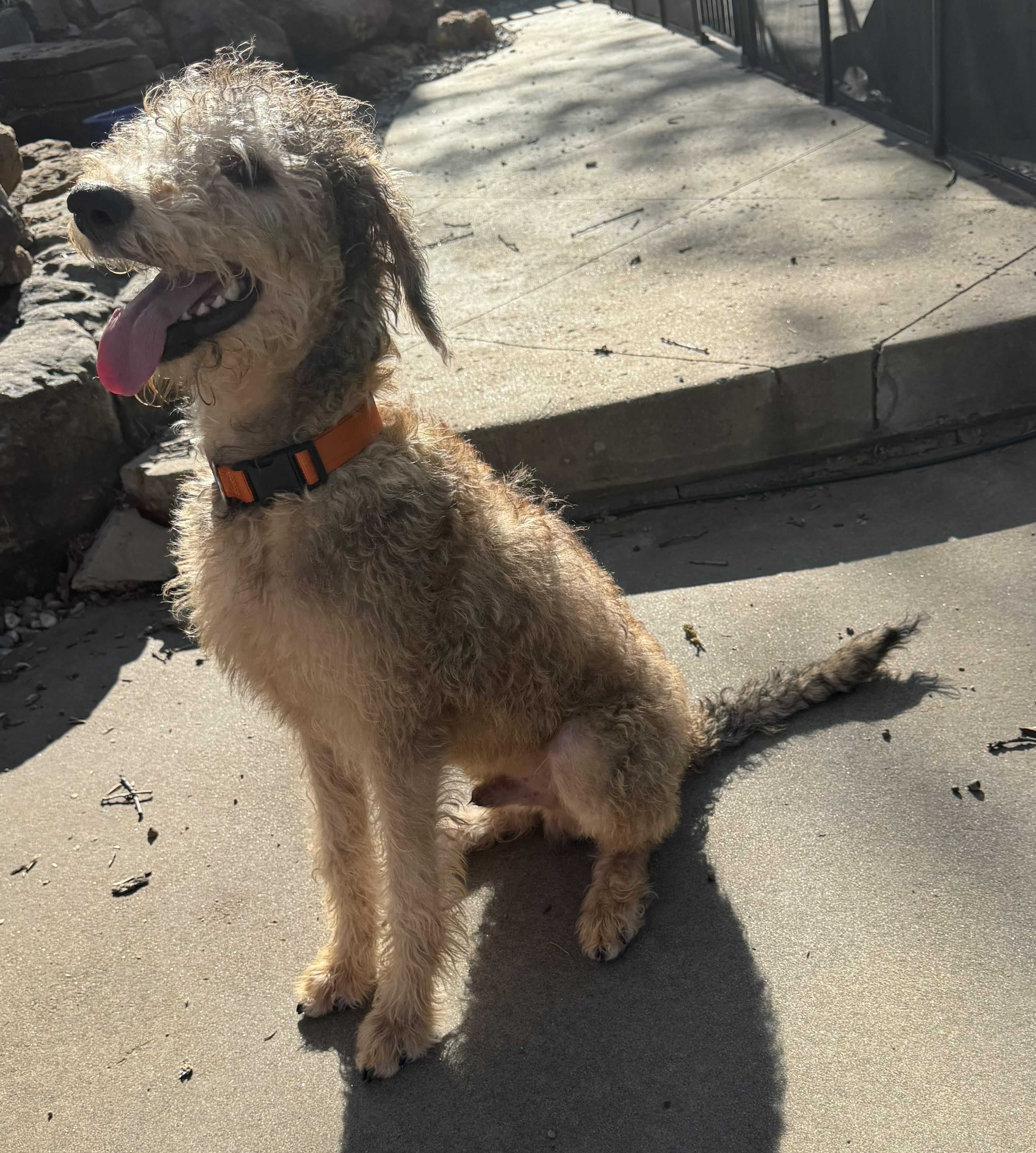 Enlarge LEBRON-OKLAHOMA, an adopted Labradoodle in JENKS, OK image 5/6