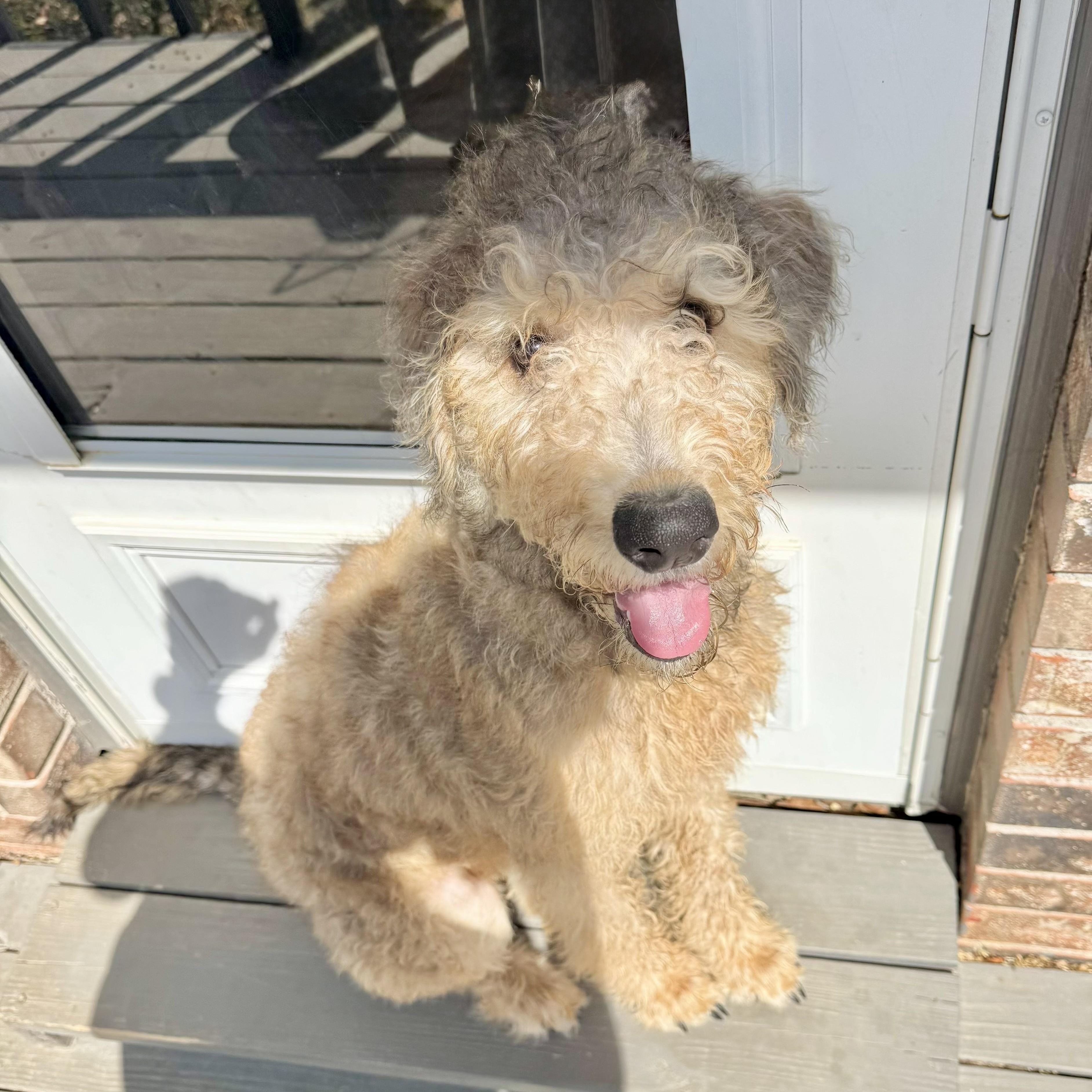 LEBRON-OKLAHOMA, adopted, Puppy Male Labradoodle.