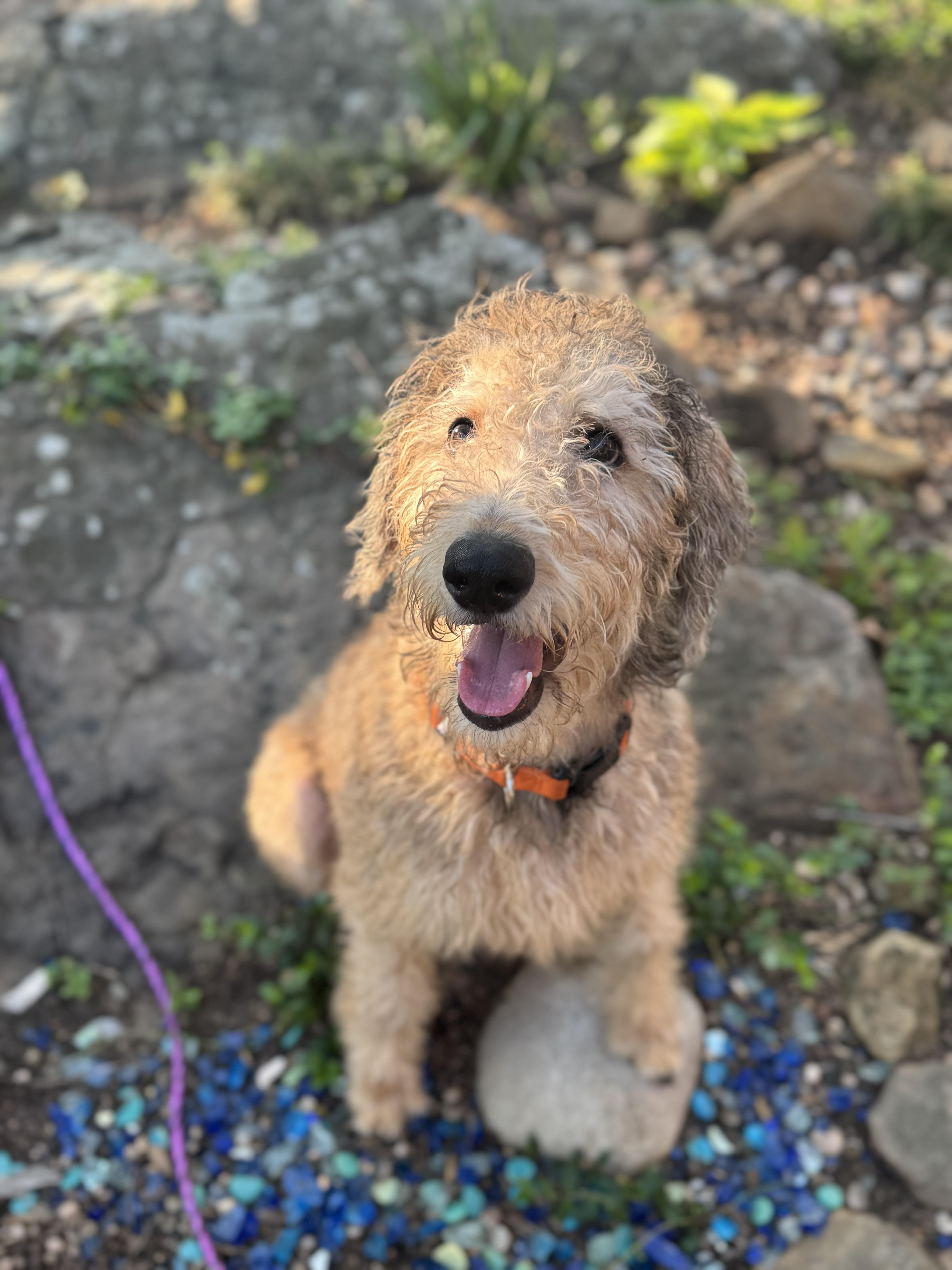 Enlarge LEBRON-OKLAHOMA, an adopted Labradoodle in JENKS, OK image 3/6
