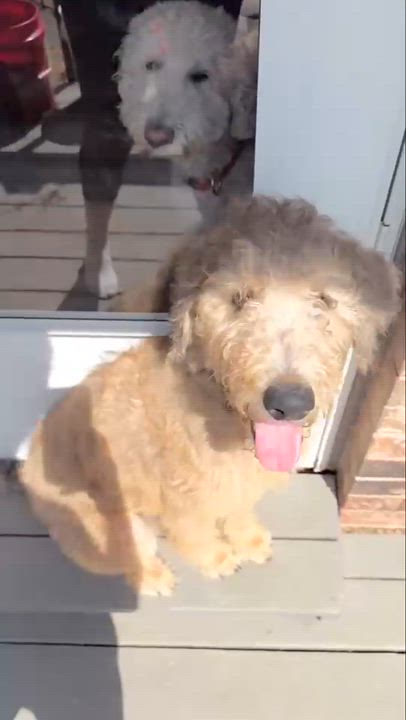 Enlarge LEBRON-OKLAHOMA, an adopted Labradoodle in JENKS, OK video 6/6