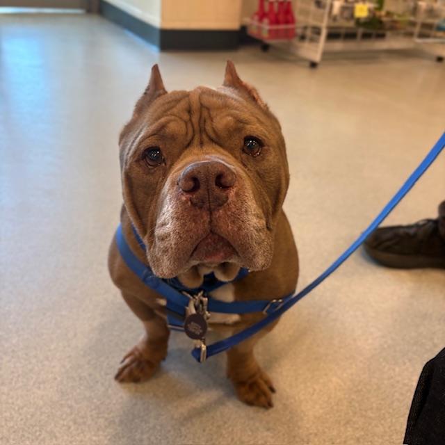 Enlarge CUERVO, a Adoptable American Bulldog in Boston, MA image 1/1