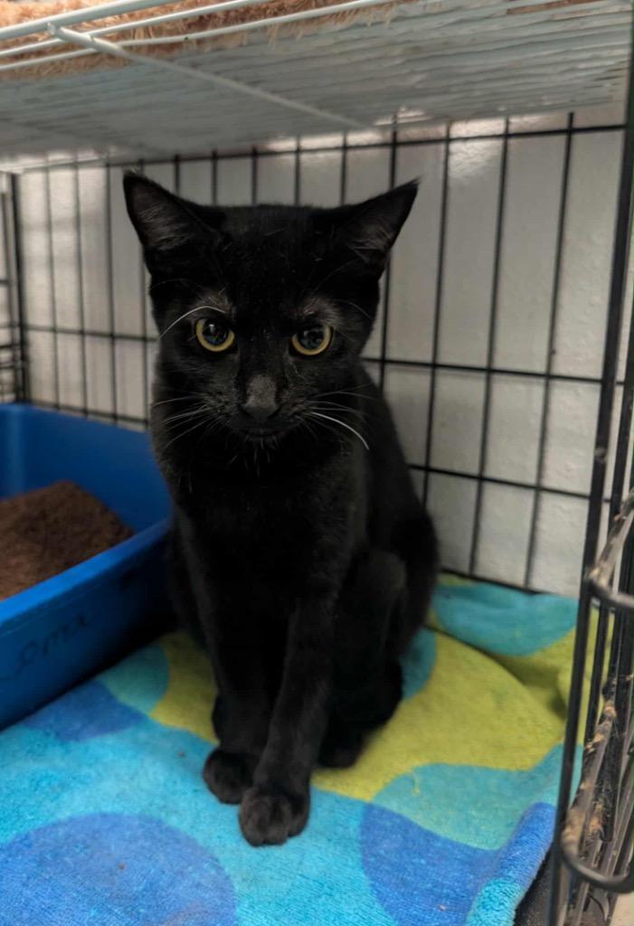 Gidget, Adopted, Young Female Domestic Short Hair.