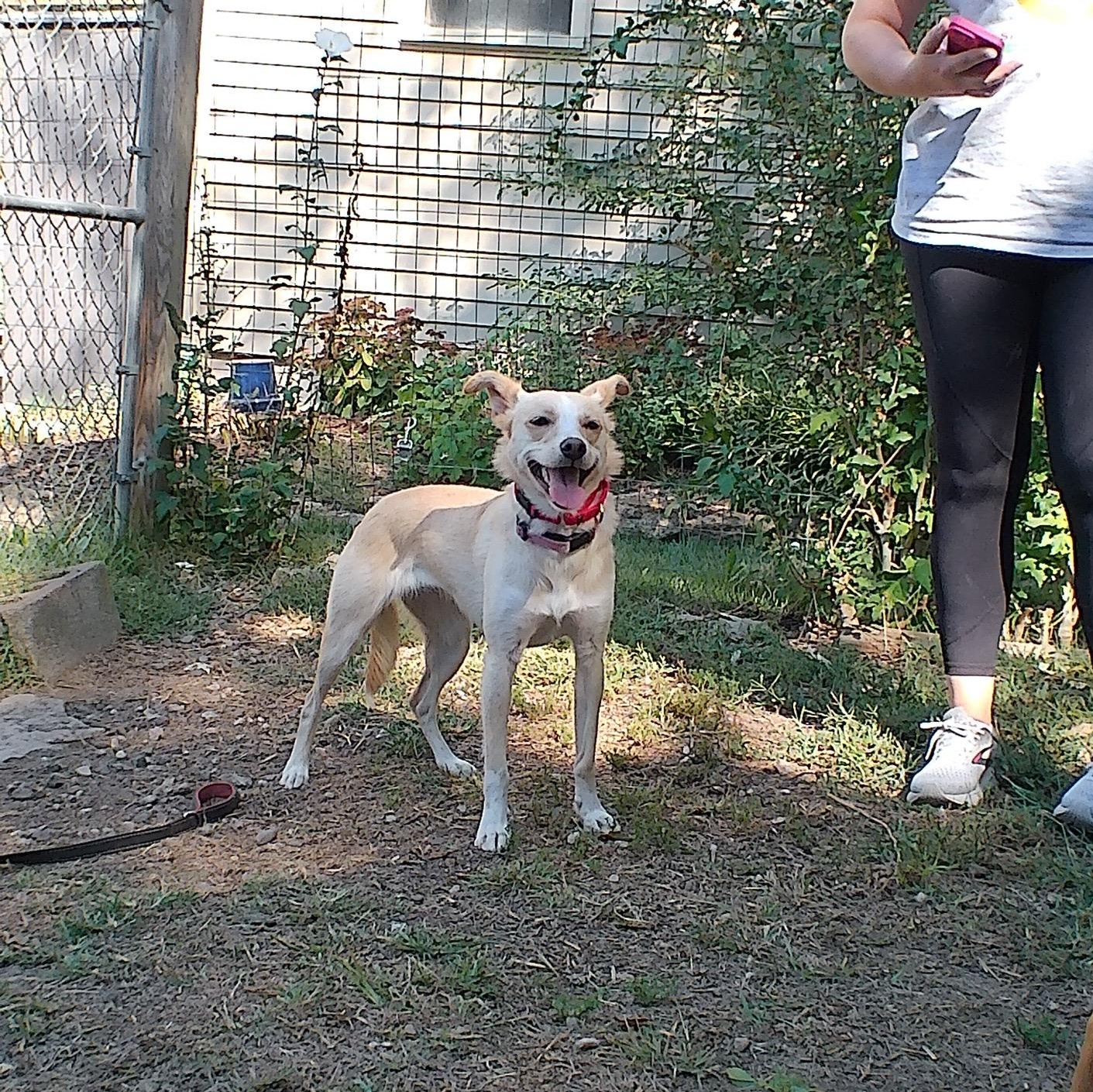 Enlarge Chloe, a Adoptable mixed breed in Parkville, MO image 1/5