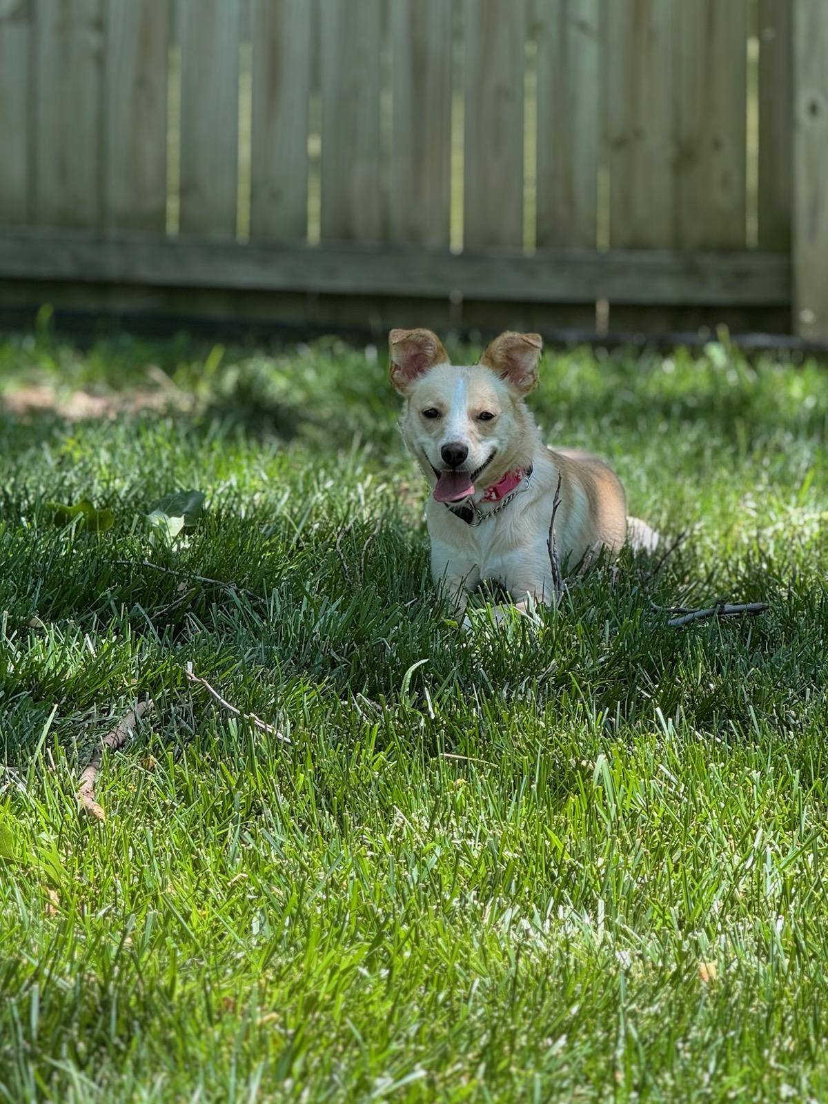 Enlarge Chloe, a Adoptable mixed breed in Parkville, MO image 2/5