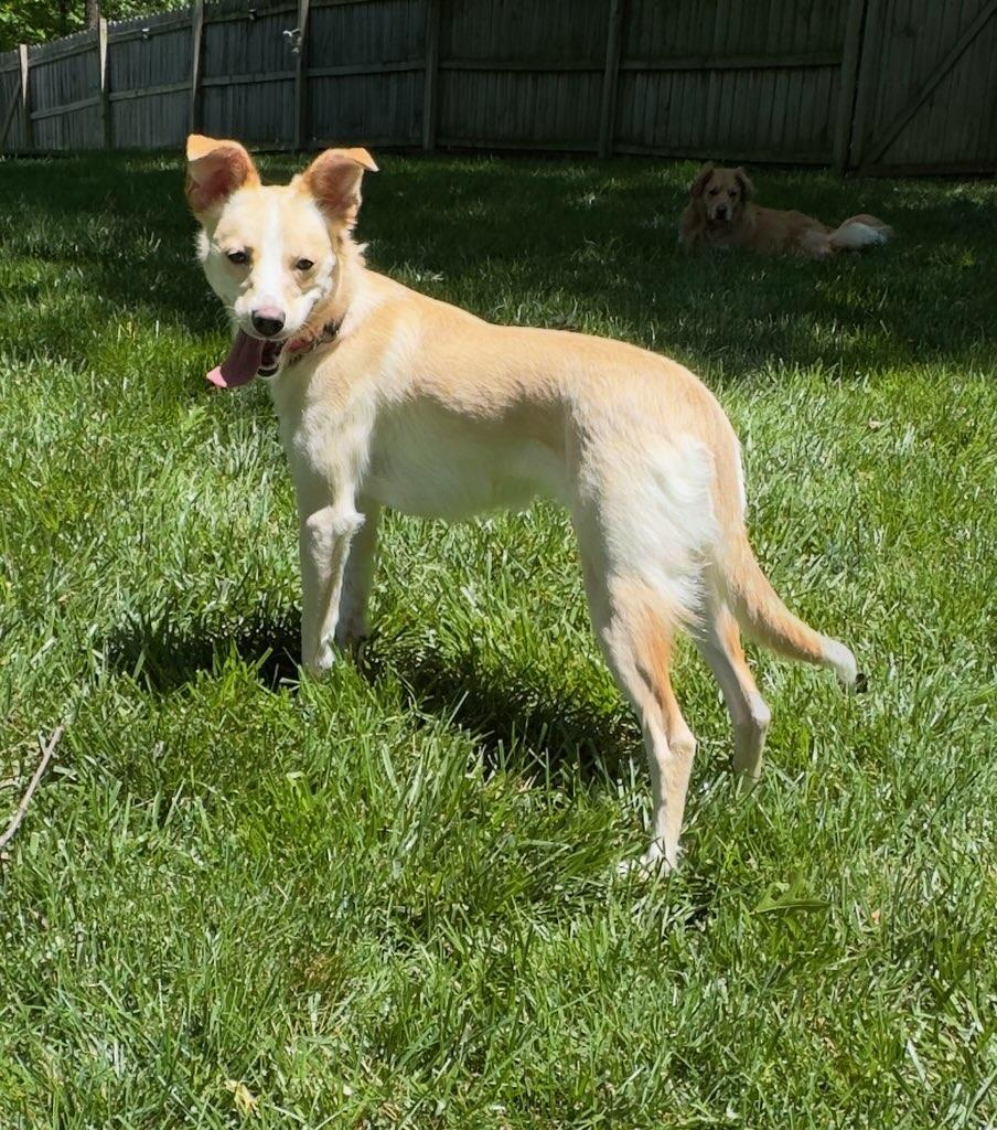 Enlarge Chloe, a Adoptable mixed breed in Parkville, MO image 3/5