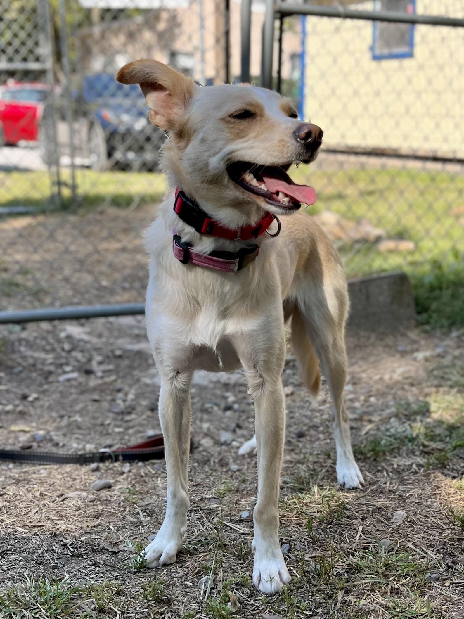 Enlarge Chloe, a Adoptable mixed breed in Parkville, MO image 4/5