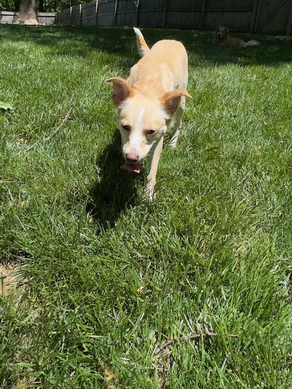 Enlarge Chloe, a Adoptable mixed breed in Parkville, MO image 5/5