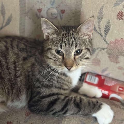 Wheezy, Adoptable, Young Female Domestic Short Hair.