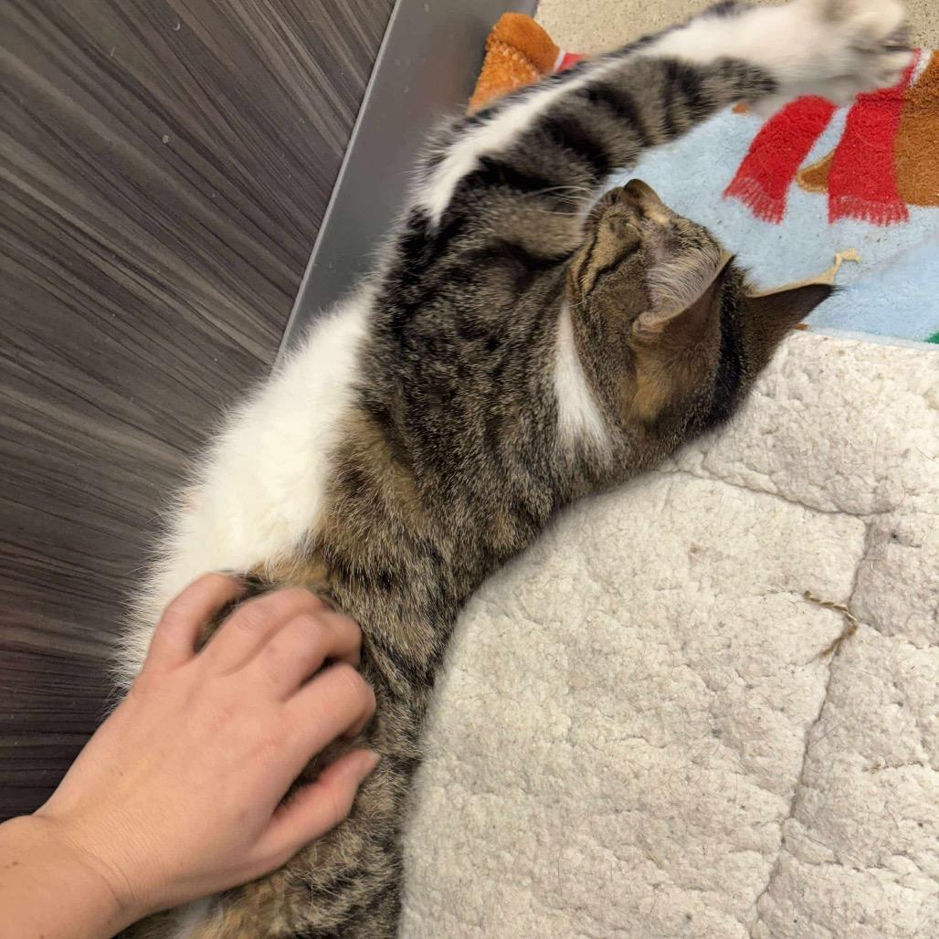 Wheezy, a Adoptable Domestic Short Hair in LYLE, MN image 2/3