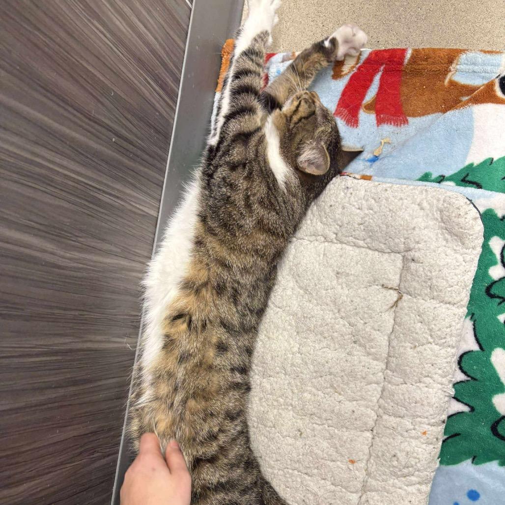 Wheezy, a Adoptable Domestic Short Hair in LYLE, MN image 3/3