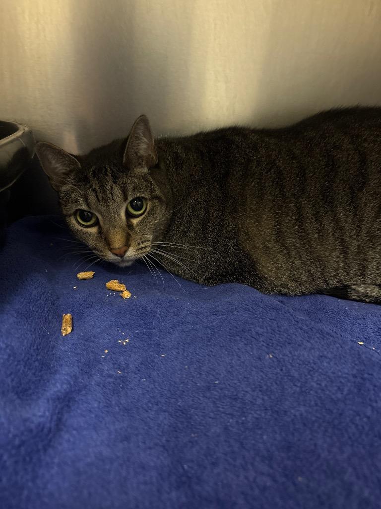 Lexa, Adoptable, Adult Female Domestic Short Hair.