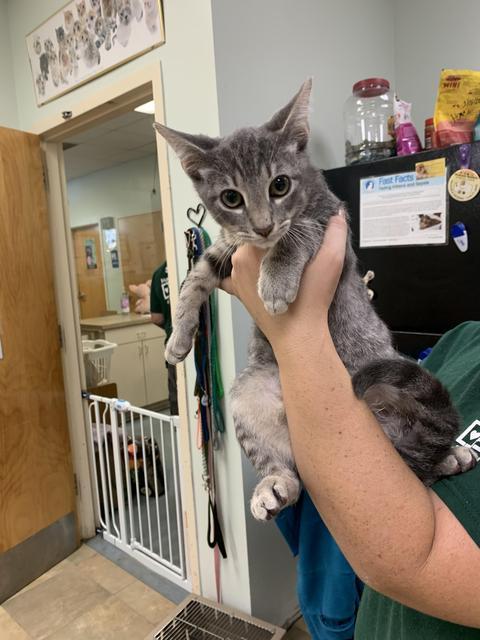 Enlarge Lexa, a Adoptable Domestic Short Hair in Ocala, FL image 2/5