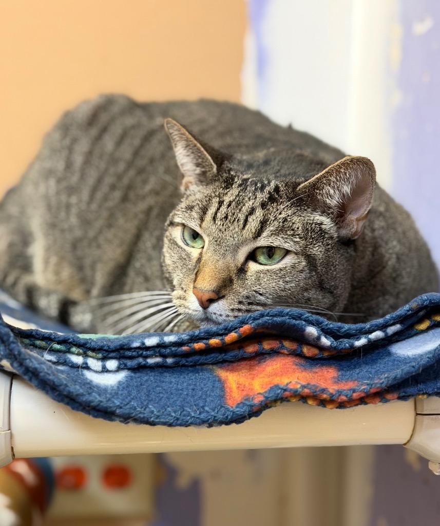 Enlarge Lexa, a Adoptable Domestic Short Hair in Ocala, FL image 3/5