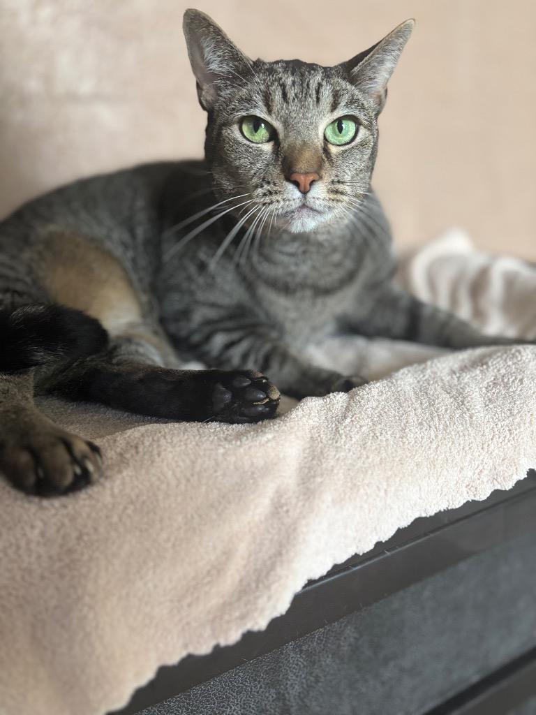 Enlarge Lexa, a Adoptable Domestic Short Hair in Ocala, FL image 4/5