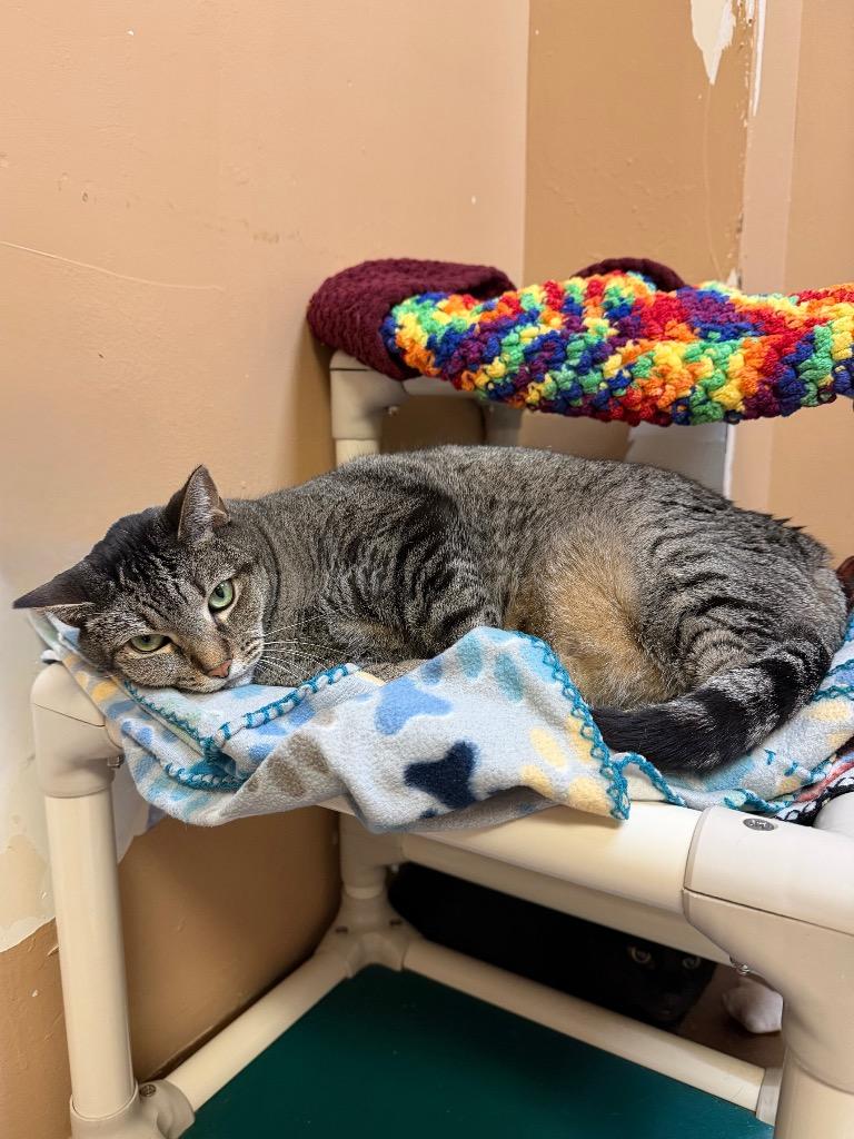 Enlarge Lexa, a Adoptable Domestic Short Hair in Ocala, FL image 5/5