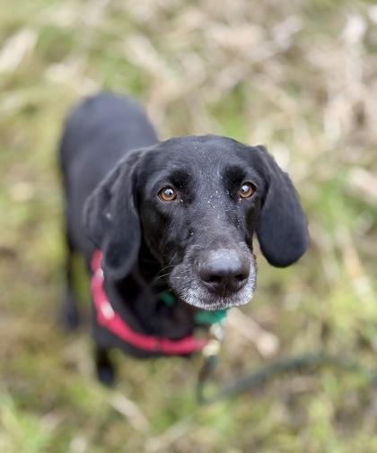 Enlarge Winnie, a Adoptable mixed breed in Burlington, WA image 1/3