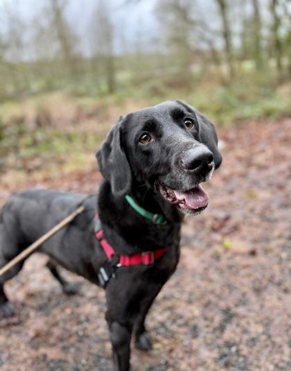 Enlarge Winnie, a Adoptable mixed breed in Burlington, WA image 2/3