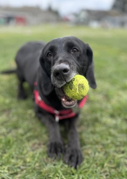 Enlarge Winnie, a Adoptable mixed breed in Burlington, WA image 3/3