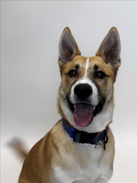 Enlarge DODGER, a Adoptable mixed breed in Hayward, CA image 1/1