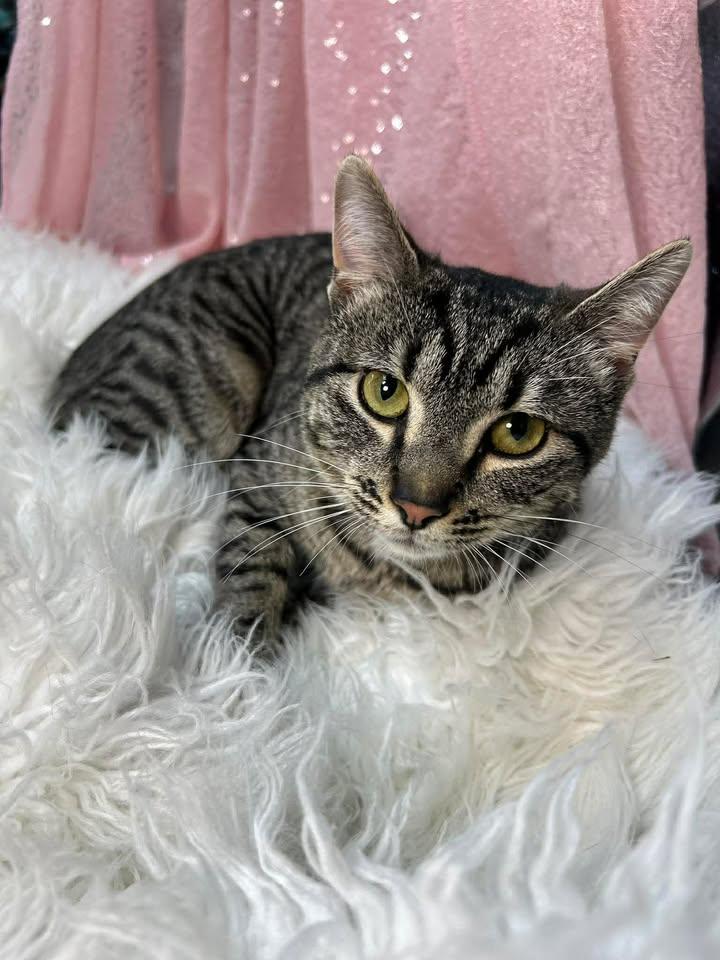 Jada (Pre-Adoption) (Bio ✅), Adoptable, Young Female Domestic Short Hair.