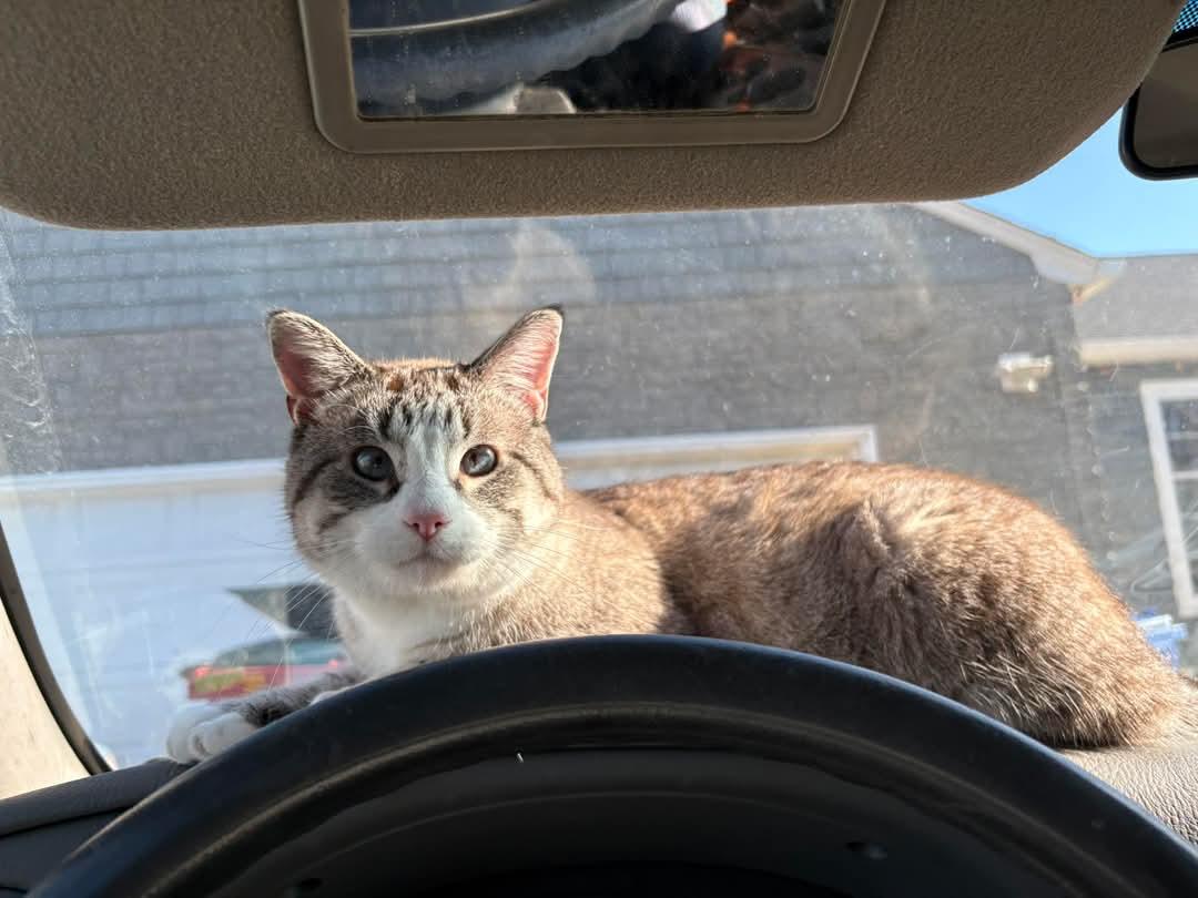 Franklin aka Frankie *COURTESY POST*, a Adoptable mixed breed in Fargo, ND image 3/5