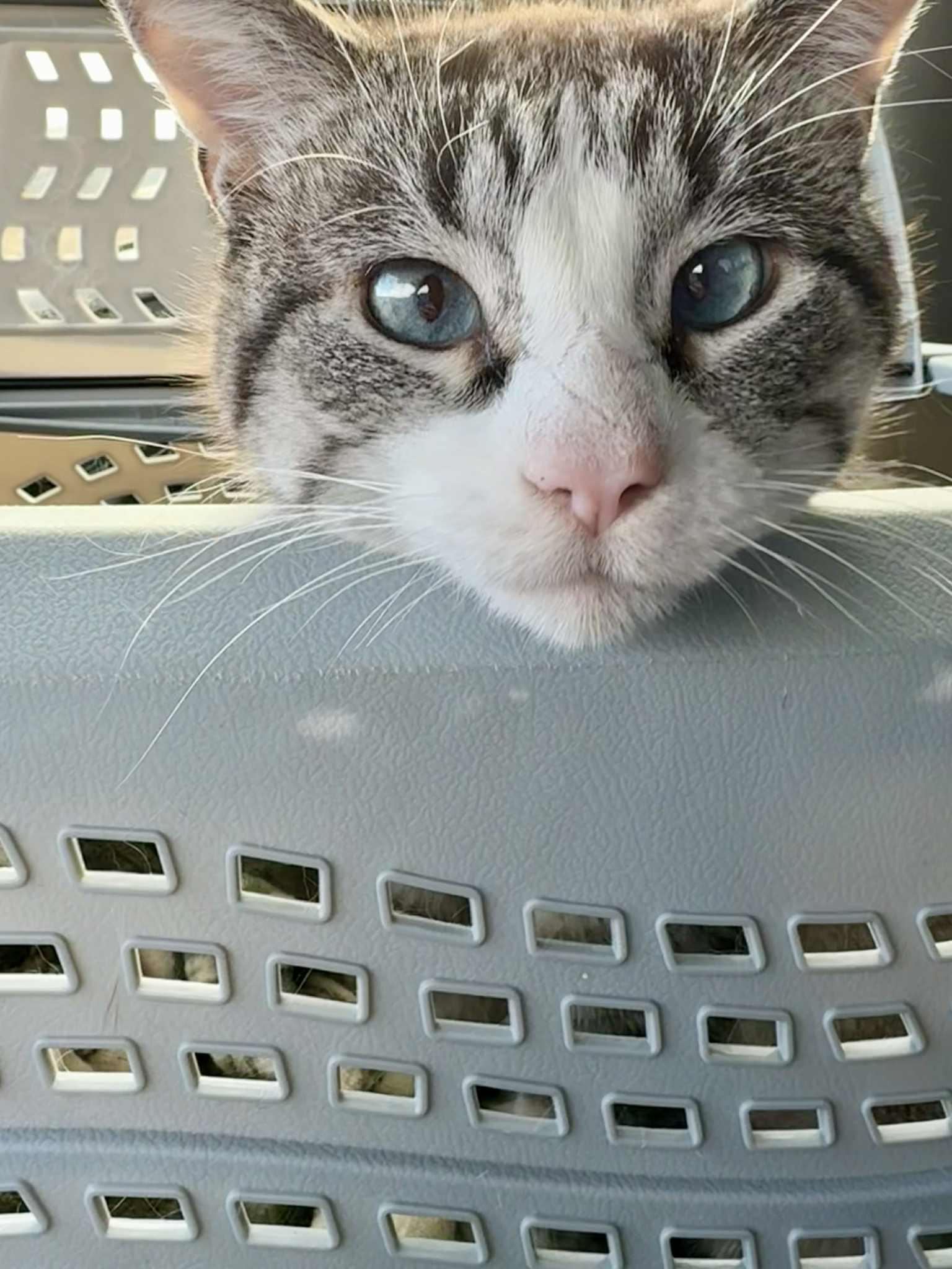 Franklin aka Frankie *COURTESY POST*, a Adoptable mixed breed in Fargo, ND image 5/5