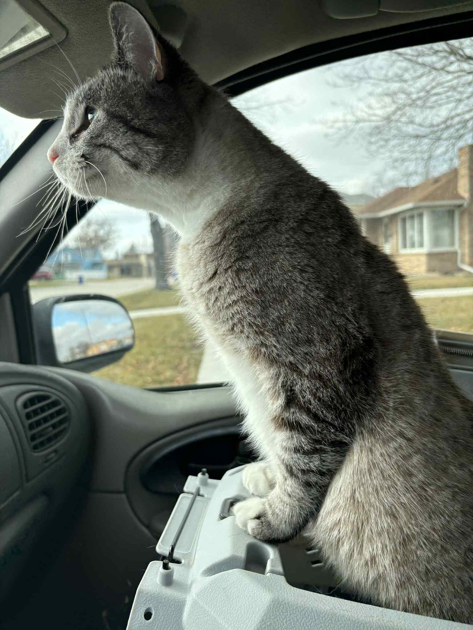 Franklin aka Frankie *COURTESY POST*, a Adoptable mixed breed in Fargo, ND image 4/5