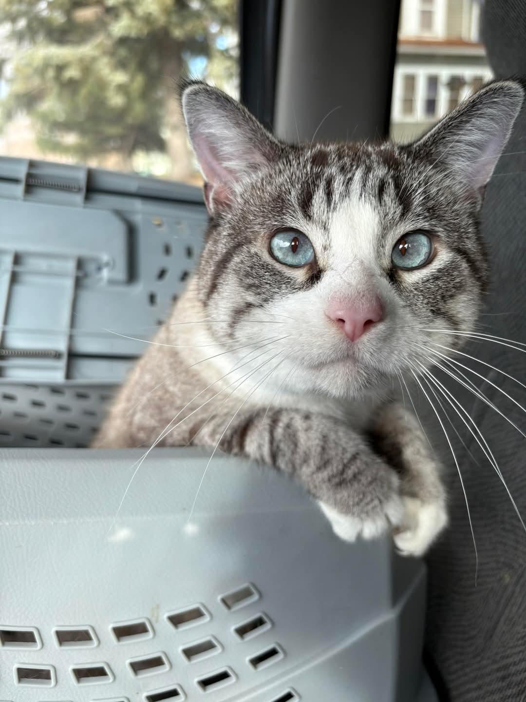 Franklin aka Frankie *COURTESY POST*, Adoptable, Adult Male Siamese & Domestic Short Hair.