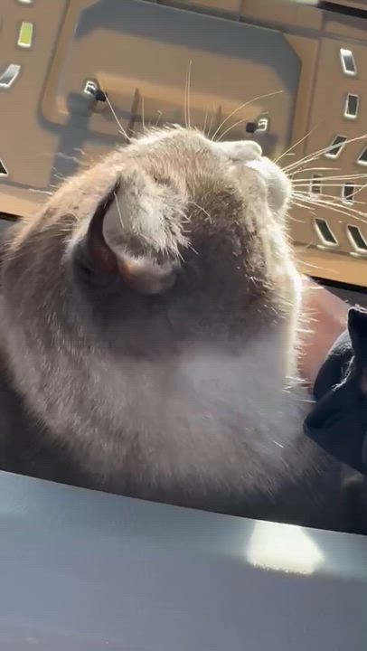 Enlarge Franklin aka Frankie *COURTESY POST*, a Adoptable mixed breed in Fargo, ND video 2/5