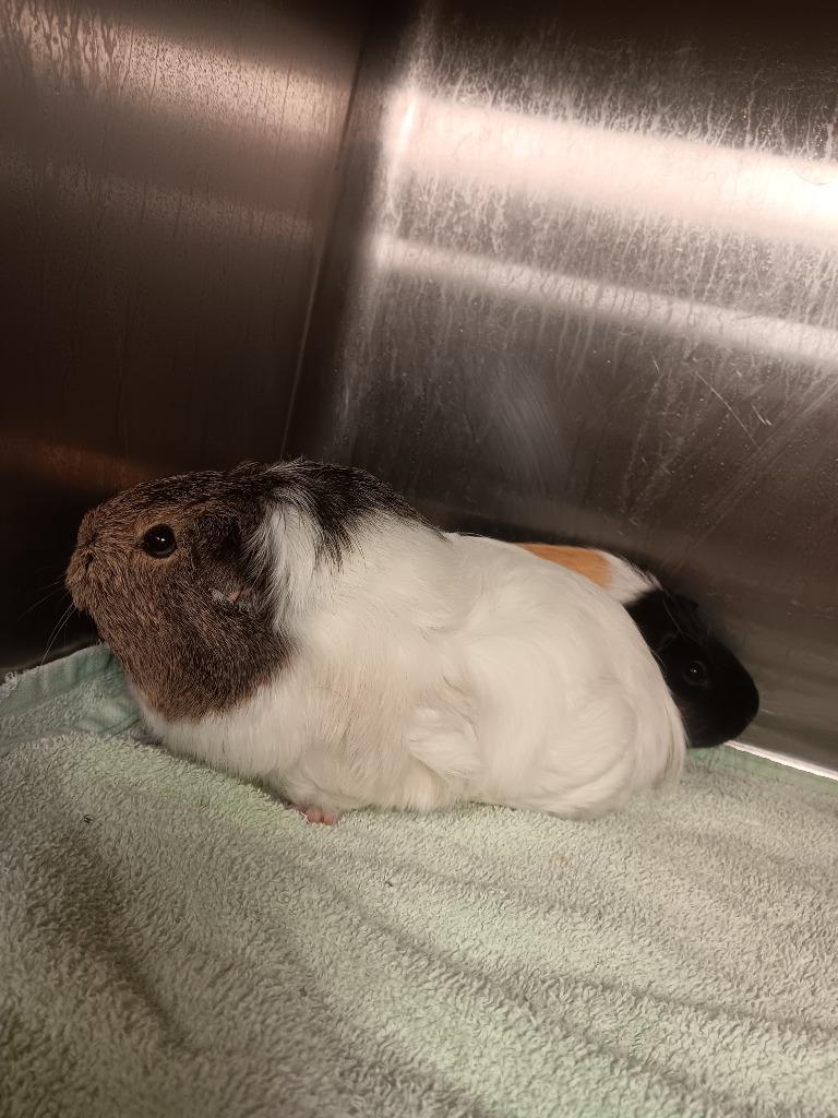 Enlarge Tina, a Adoptable Guinea Pig in Cincinnati, OH image 1/1