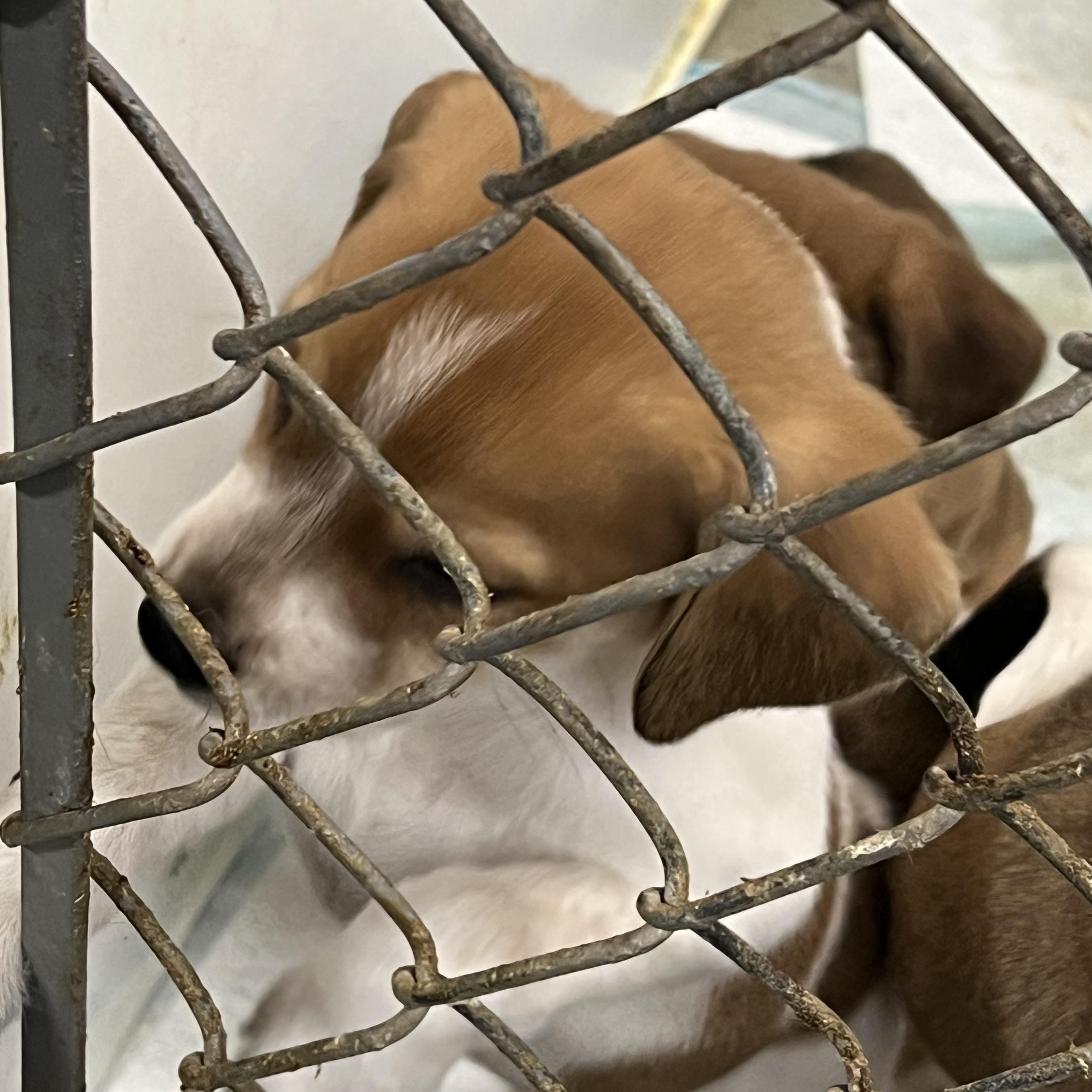 Puppies 1 thru 8, ADOPTABLE, Puppy Female Beagle.