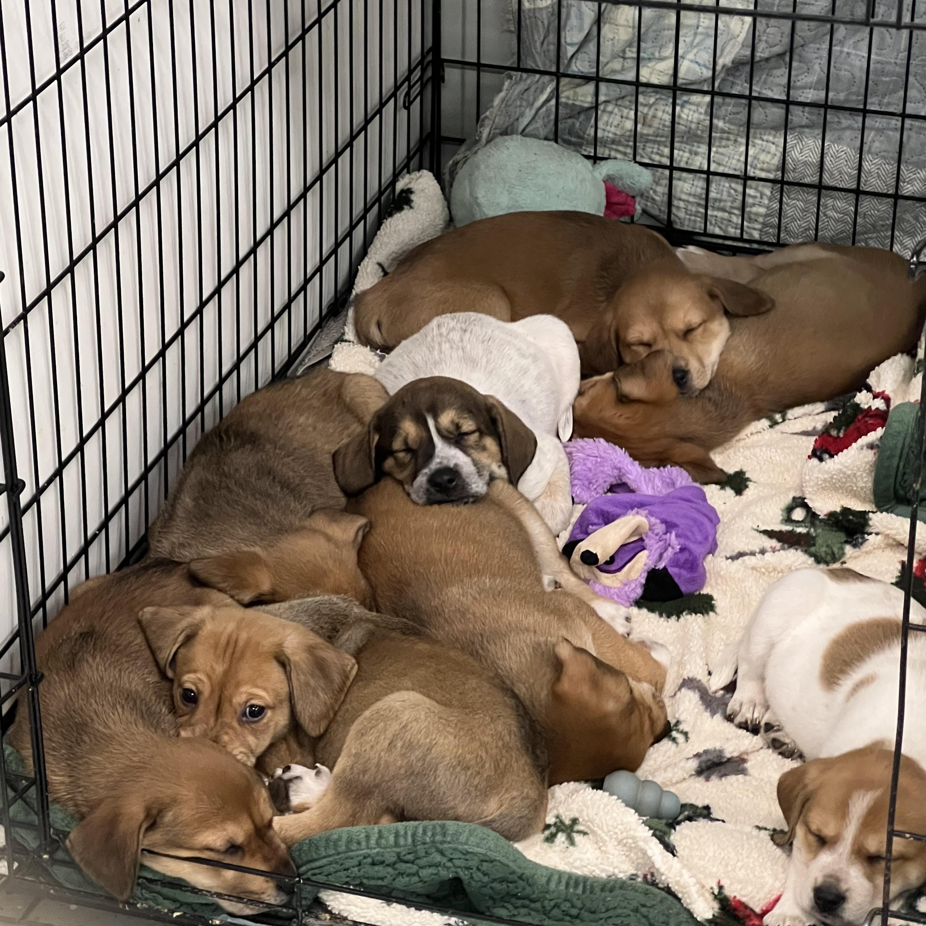 Enlarge Puppies 1 thru 8, a ADOPTABLE mixed breed in Elkton, MI image 2/4