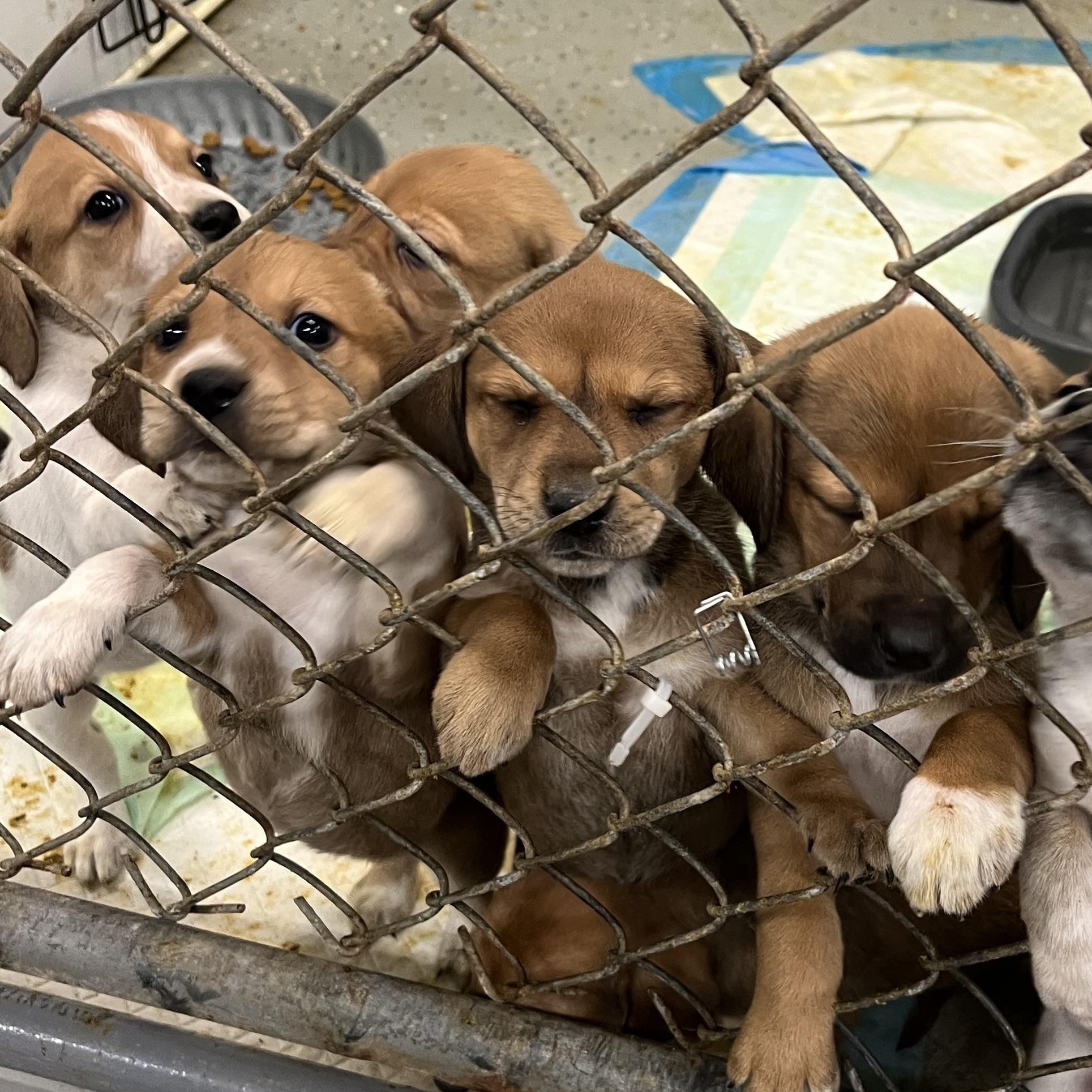 Enlarge Puppies 1 thru 8, a ADOPTABLE mixed breed in Elkton, MI image 3/4