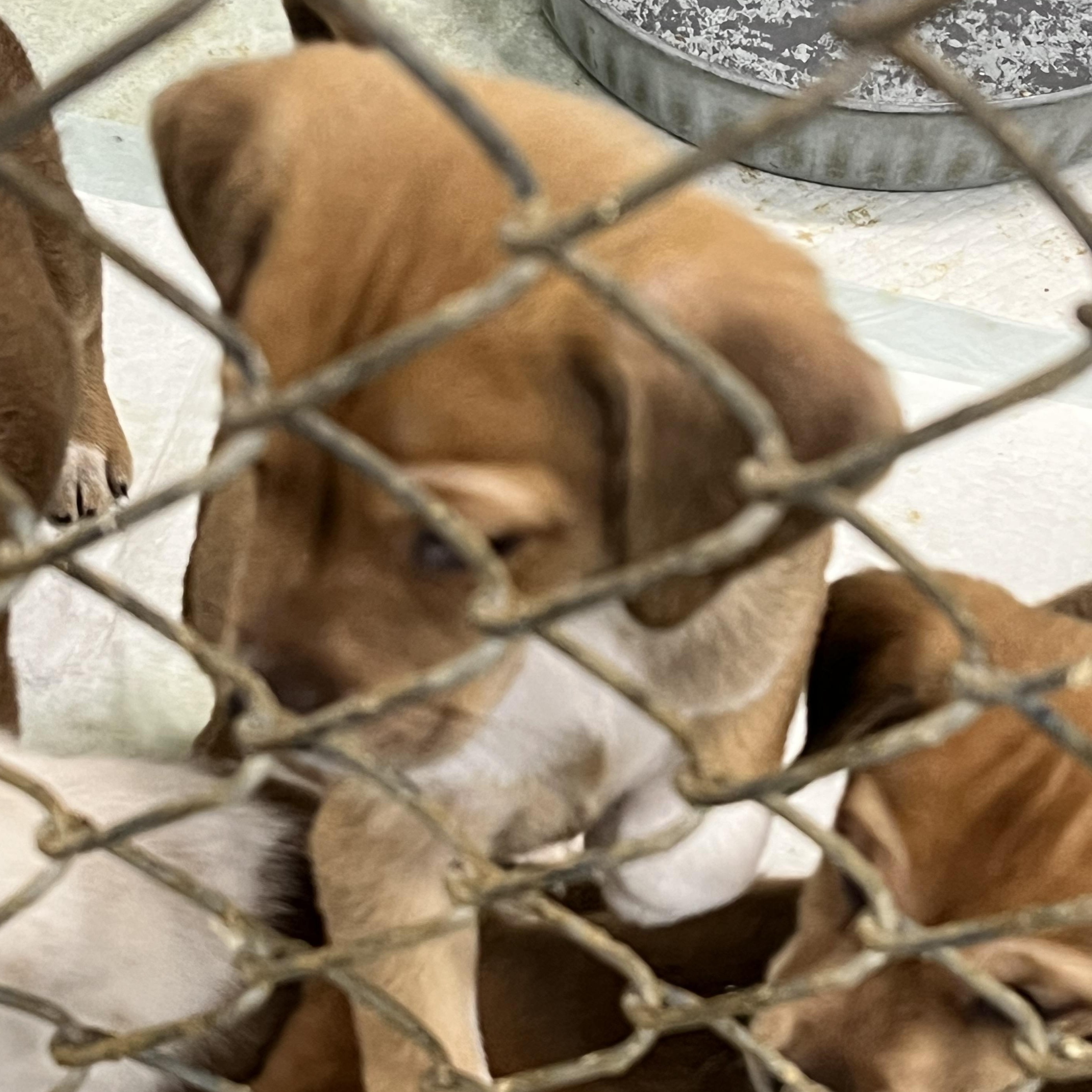 Enlarge Puppies 1 thru 8, a ADOPTABLE mixed breed in Elkton, MI image 4/4