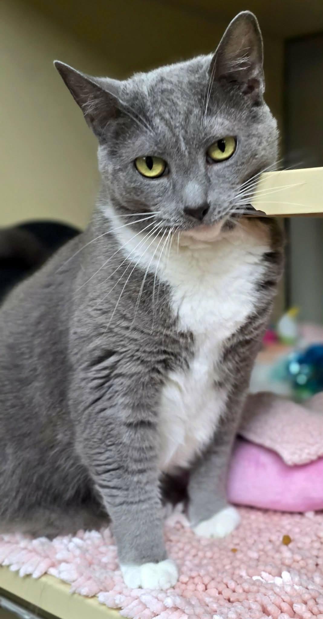 Vivian, ADOPTABLE, Adult Female Domestic Short Hair.
