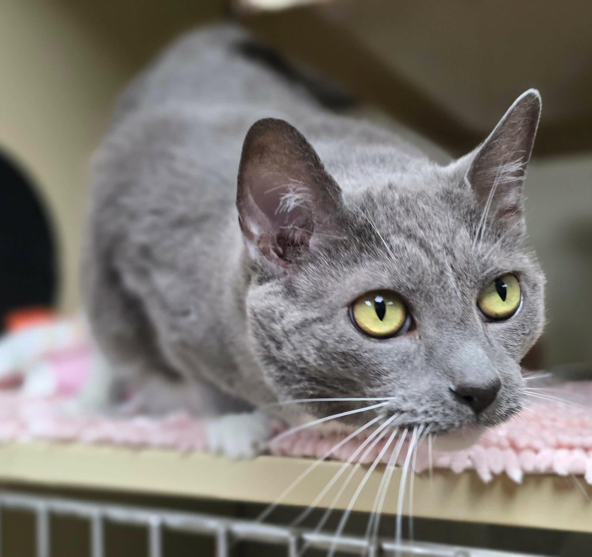 Vivian, a ADOPTABLE Domestic Short Hair in New Castle, PA image 2/6